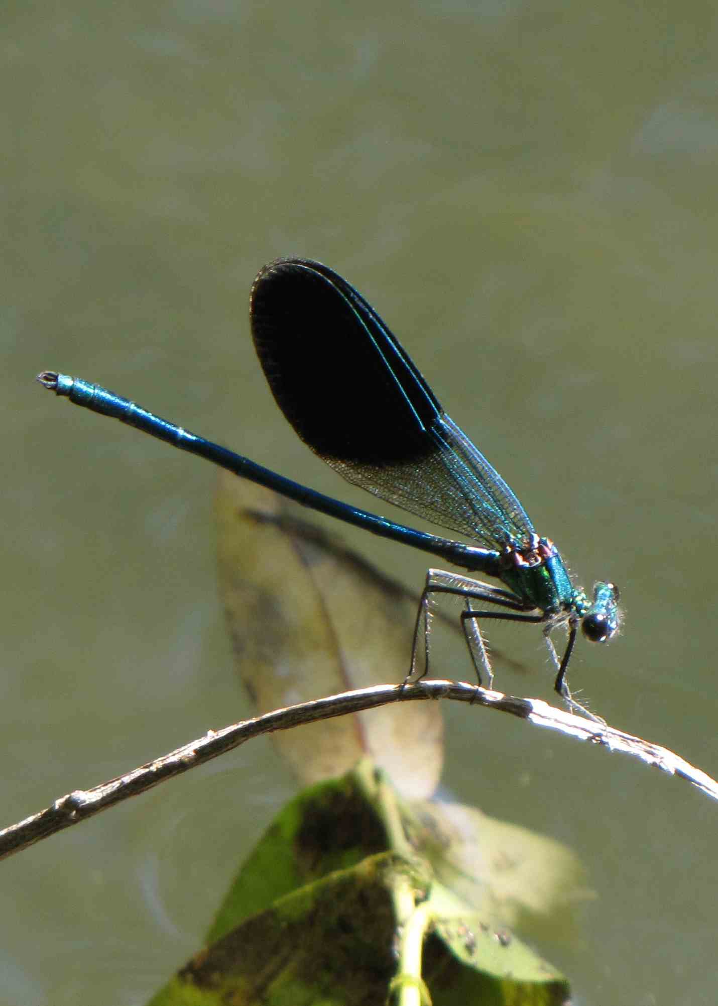 calopteryx